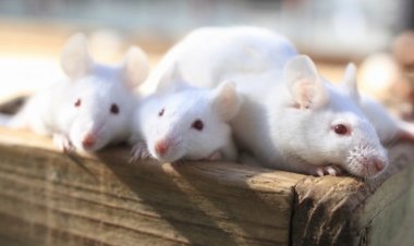 Удивительный прибор позволяет силой мысли воздействовать на гены мыши