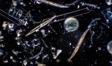 Морские водоросли более устойчивы к изменению климата, чем считалось ранее