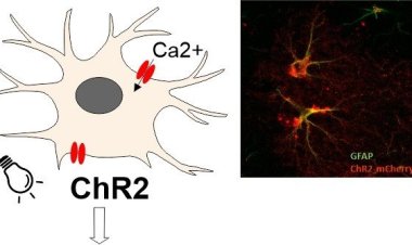 Астроциты оказались способны как подавлять, так и стимулировать передачу нервных импульсов
