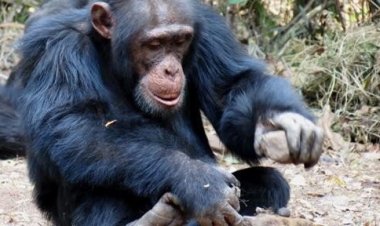 Что вынуждает шимпанзе ходить за орехами?