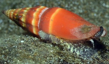 Яды моллюсков рода Vexillum будут полезны для создания обезболивающих препаратов