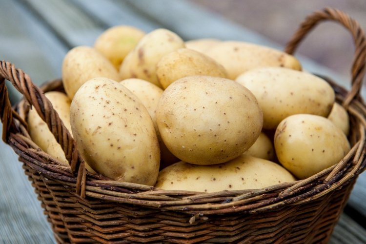 Диетолог напомнила о пользе картофеля для здоровья