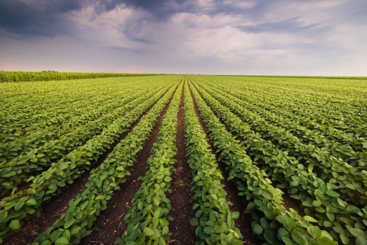 Евросоюз не будет заставлять своих членов разрешать ГМО