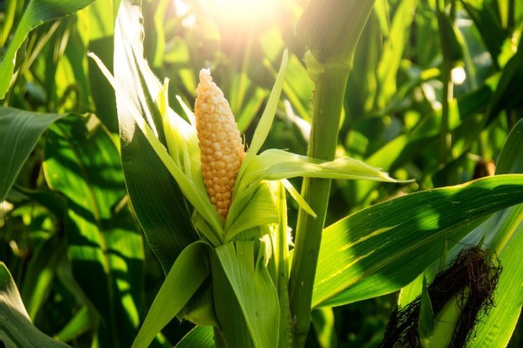 Обнаружен механизм, запускающий гены — в ДНК кукурузы