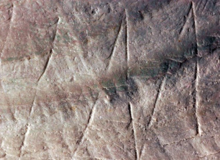 На раковине возрастом 500000 лет найден искусственный узор