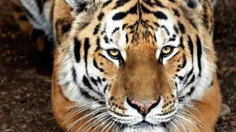 Биологи выяснили, как форма черепа тигра зависит от образа жизни животного