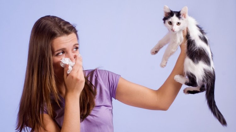 В России создали первую в мире вакцину от аллергии на кошек