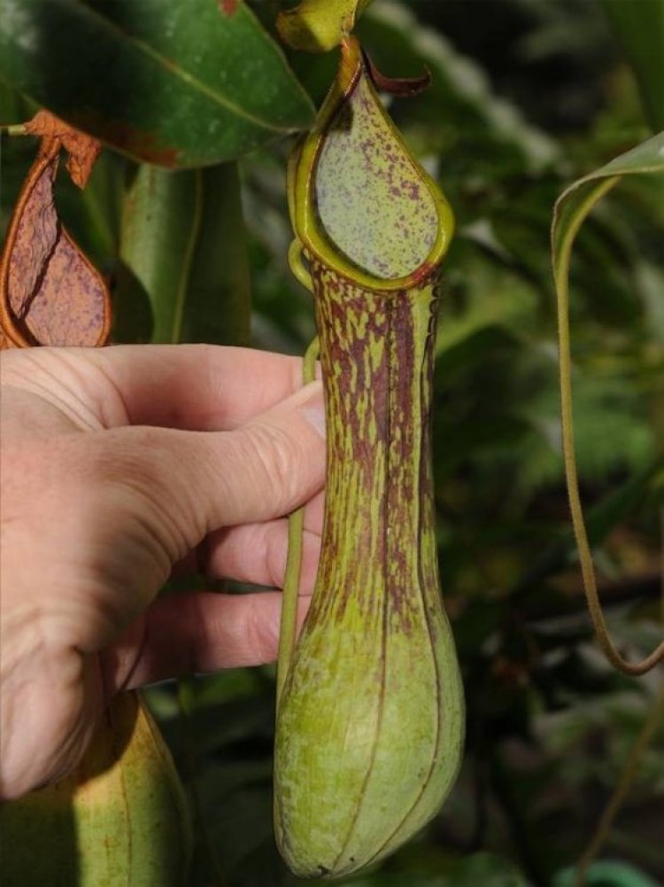 Неизвестное плотоядное растение обнаружено в Лондоне