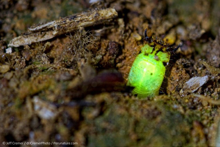 Найдены светящиеся хищные личинки неизвестного вида