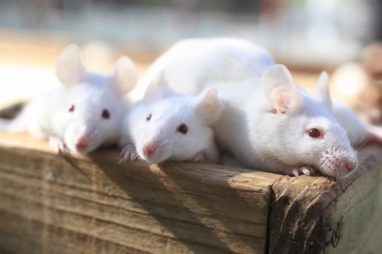 Удивительный прибор позволяет силой мысли воздействовать на гены мыши