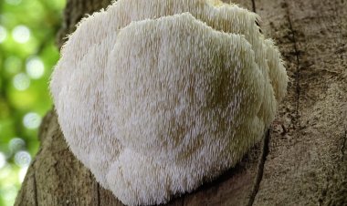 Эти грибы снизят риск смерти