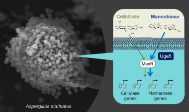 Ученые выяснили, как плесень производит ферменты, разлагающие растительную биомассу