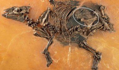 Найдены останки первобытной лошади и ее неродившегося детеныша