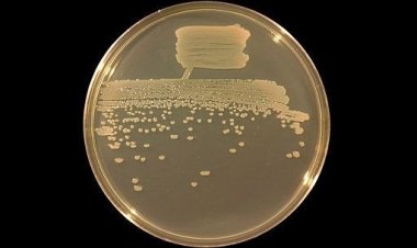 Как одноклеточный организм эволюционировал в многоклеточный