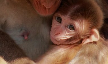 Грудное молоко как сообщение