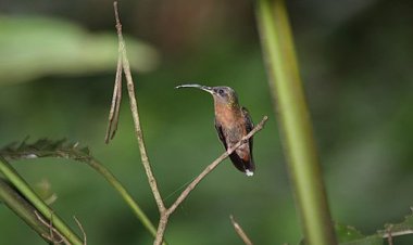 Колибри не прочь пофехтовать