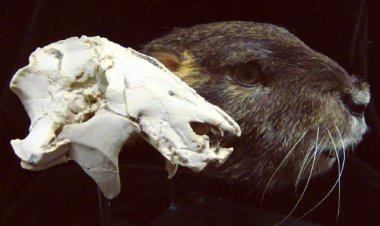 Палеонтологи открыли ископаемого «сурка»