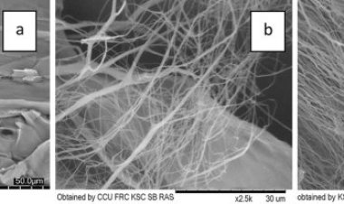 Красноярские ученые получили наноцеллюлозу экологически безопасным способом