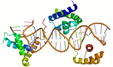 Откуда берутся стволовые клетки