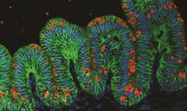 Миниатюрные человеческие желудки растят в лаборатории