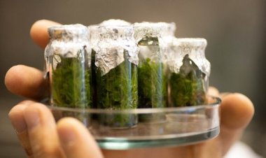Водоросли помогут утилизировать вредные вещества и производить биоэтанол
