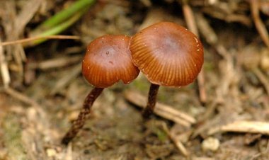 Грибы помогут в разработке лекарства