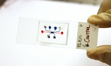 С помощью «простого компьютера» биологи США изучают, что заставляет раковые клетки мигрировать