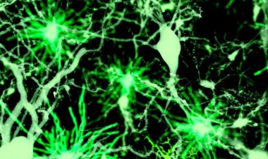 Дендриты — ключ к формированию долгосрочной памяти