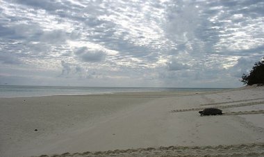 Что делают юные черепахи в первые часы жизни