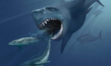 Мегалодоны — акулы-монстры — все-таки вымерли