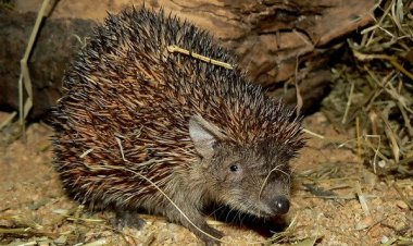 Найдено млекопитающее, проводящее в спячке не менее девяти месяцев в году