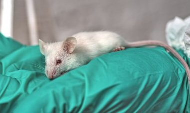 Слабослышащие мыши помогут глухим людям