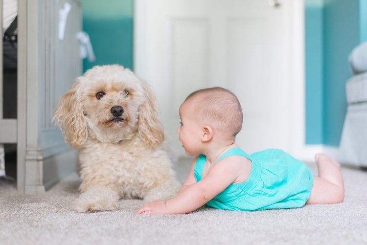 Учёные выяснили, что владение собакой снижает риск экземы у детей