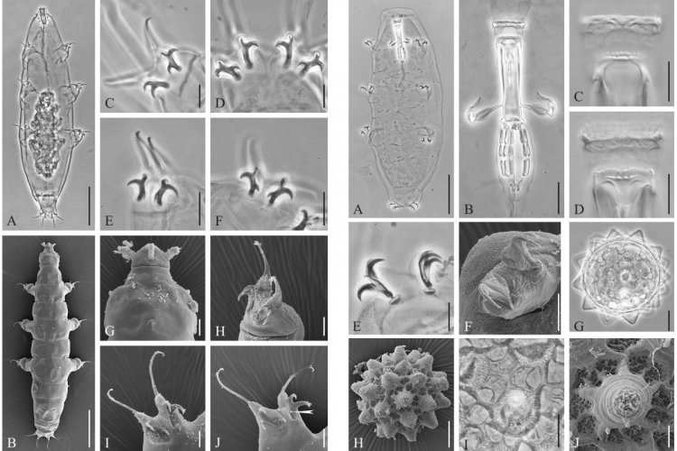 Зоологи открыли четыре новых вида микроскопических беспозвоночных
