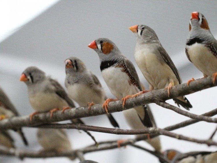 Птицы поют ради общения