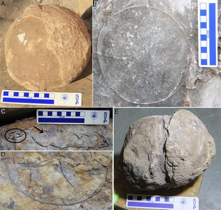 В Индии обнаружено 92 ископаемых гнезда, принадлежавших одним из крупнейших динозавров