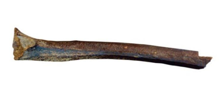 О чем поведала ДНК 45-тысячелетнего сибиряка