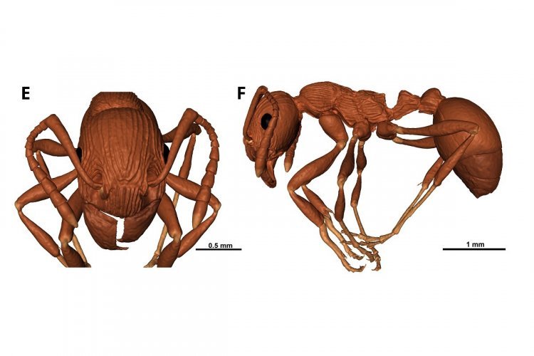 Биологи СПбГУ обнаружили первый ископаемый вид горных муравьев в балтийском янтаре