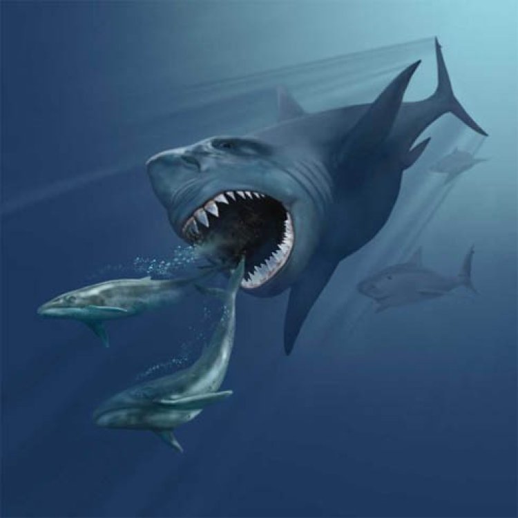 Мегалодоны — акулы-монстры — все-таки вымерли