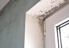 Устраните, пока не поздно! 10+ основных причин появления плесени, и где ее искать
