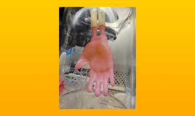 Выращенную в лаборатории кожу предложили использовать в качестве "биологической одежды"