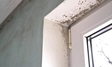 Устраните, пока не поздно! 10+ основных причин появления плесени, и где ее искать