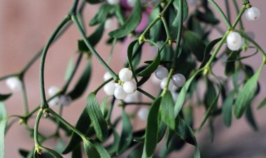 Учёные назвали растение, помогающее в лечении рака