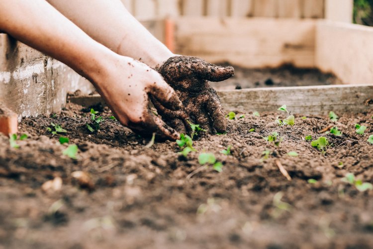 6 мифов о садоводстве, развенчанных наукой