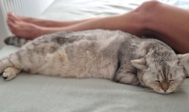 Почему ваша кошка ложится спать у вас в ногах или около головы