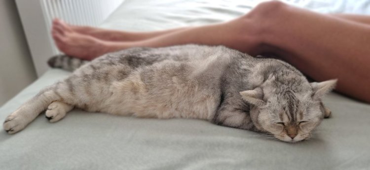 Почему ваша кошка ложится спать у вас в ногах или около головы