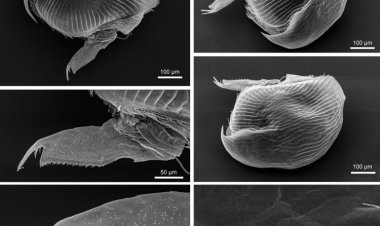 Российские ученые обнаружили в притоке Волги необычный вид беспозвоночных