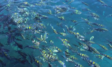 Безобидные морские рыбы покусали 15 туристов