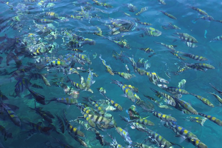 Безобидные морские рыбы покусали 15 туристов