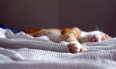 Эксперт по сну рассказал, почему мы видим кошмары